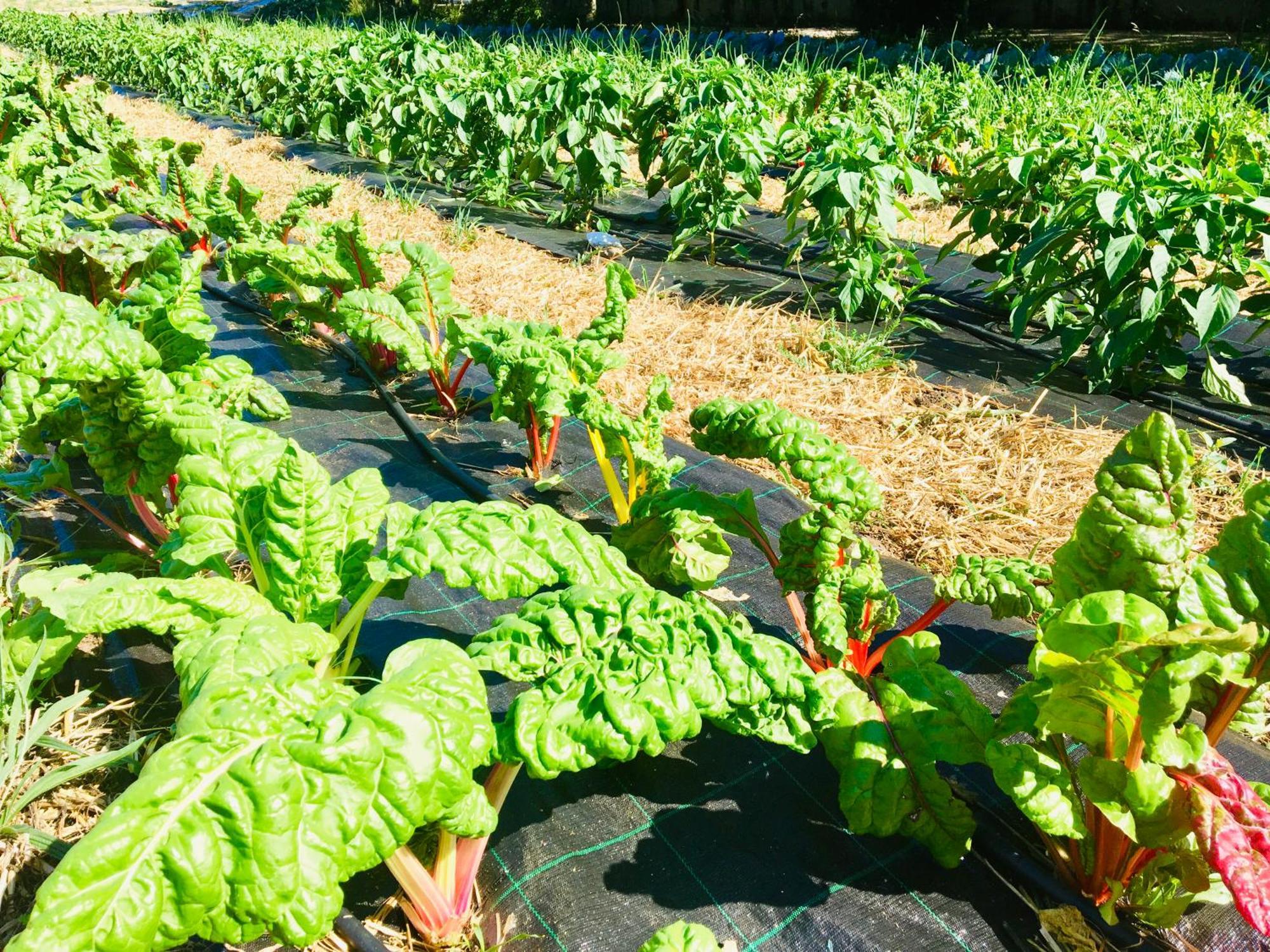 La Caniza Finca Briabi מראה חיצוני תמונה